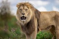 A lion rests in the savannah Royalty Free Stock Photo