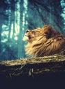The lion rests and senses the rays of the sun