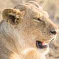 Lion rests in Serengeti Royalty Free Stock Photo