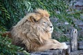 The lion rests in the shade Royalty Free Stock Photo