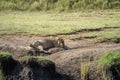 Lion rests by a water source in Serengeti National Park Tanzania Royalty Free Stock Photo