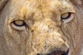 Lion, Rhino and Lion Nature Reserve, South Afica Royalty Free Stock Photo