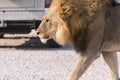 Lion on the road Royalty Free Stock Photo