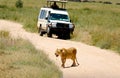 Lion on the road Royalty Free Stock Photo