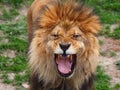 Lion roar Royalty Free Stock Photo