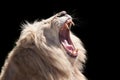Lion roar Royalty Free Stock Photo