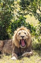 Lion roaring Royalty Free Stock Photo