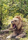 Lion roaring Royalty Free Stock Photo