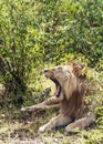 Lion roaring Royalty Free Stock Photo