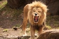 Lion Roaring or laughing