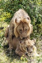 Lion roaring over a lioness Royalty Free Stock Photo