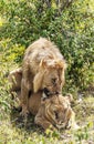 Lion roaring over a lioness Royalty Free Stock Photo