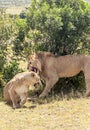 Lion roaring over a lioness Royalty Free Stock Photo