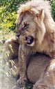 Lion roaring over a lioness Royalty Free Stock Photo