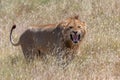 A lion roaring in the savannah Royalty Free Stock Photo