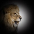 Lion roaring and showing its fangs, inside a black cercle Royalty Free Stock Photo
