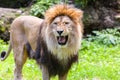 Lion roars Royalty Free Stock Photo