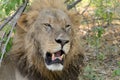 The Lion Roars Royalty Free Stock Photo