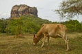 Lion Rock of Sigiryia, Sri Lanka. Cow in foreground.