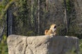 Lion on a rock in a zoo Royalty Free Stock Photo