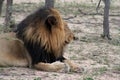 Lion`s closeup in the savanna