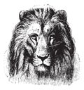 Lion`s face, vintage engraving