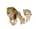 Lion's family