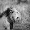 Lion's head Royalty Free Stock Photo