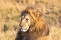 Lion`s head close-up. Savannah Masai Mara, Africa Royalty Free Stock Photo