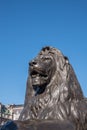 Lion`s head closeup at Nelson`s Column, Trafalgar Square, London, UK Royalty Free Stock Photo