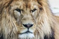 Lion`s head. King of animals Royalty Free Stock Photo