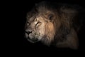 The lion`s head is large, eyes. powerful male lion is resting in the twilight, close-up Royalty Free Stock Photo