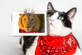 Lions Heart Cat Royalty Free Stock Photo