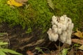 lion`s mane Hericium erinaceus