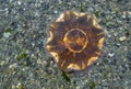 Lion`s Mane Jellyfish Cyanea capillata Royalty Free Stock Photo