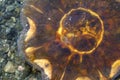 Lion`s Mane Jellyfish Cyanea capillata, Portland Island, British Columbia, Canada Royalty Free Stock Photo