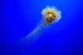 Lion`s mane jellyfish Royalty Free Stock Photo