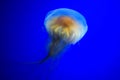 Lion`s mane jellyfish Royalty Free Stock Photo