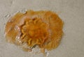 Large orange fire jellyfish on the beach. Cyanea capillata. Royalty Free Stock Photo