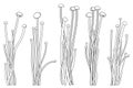 Set with outline Enoki mushroom or Flammulina filiformisin in black isolated on white background. Royalty Free Stock Photo