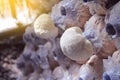 Lion`s mane mushroom growing in mushroom farms. Royalty Free Stock Photo