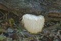 Lion's mane mushroom (Hericium erinaceus) Royalty Free Stock Photo