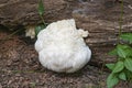 Lion`s mane mushroom