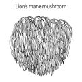 Lion s mane mushroom Hericium erinaceus , edible and medicinal plant Royalty Free Stock Photo