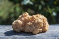 Lion`s Mane mushroom or Hericium erinaceus , a medicinal and edible mushroom, close up Royalty Free Stock Photo