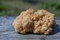 Lion`s Mane mushroom or Hericium erinaceus , a medicinal and edible mushroom, close up Royalty Free Stock Photo