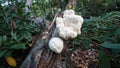 Lion`s Mane Mushrooms growing in the forest. Popular Medicinal mushroom in herbalism. Royalty Free Stock Photo