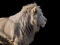 Lion`s profile isolated at black Royalty Free Stock Photo