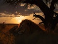 Lion\'s Slumber: Peaceful Rest Under the Serengeti Sky