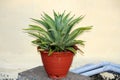 lion\'s tail (Agave attenuata) plant in a pot : (pix Sanjiv Shukla)